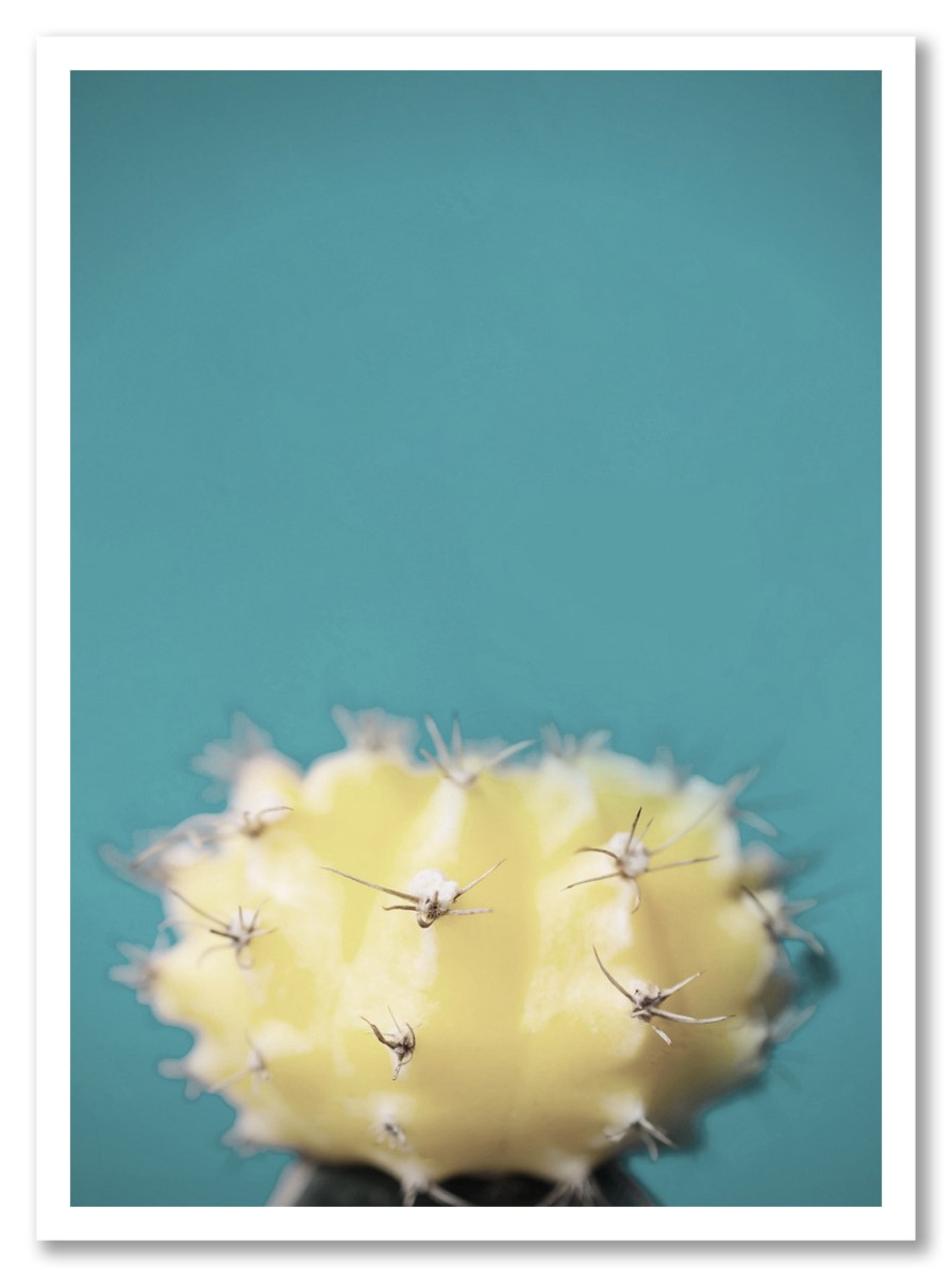 Toilettes - Cactus Blanc