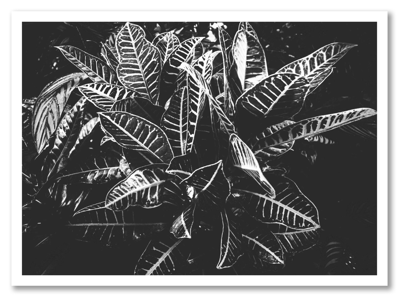 Nature - Feuille Noir et Blanc