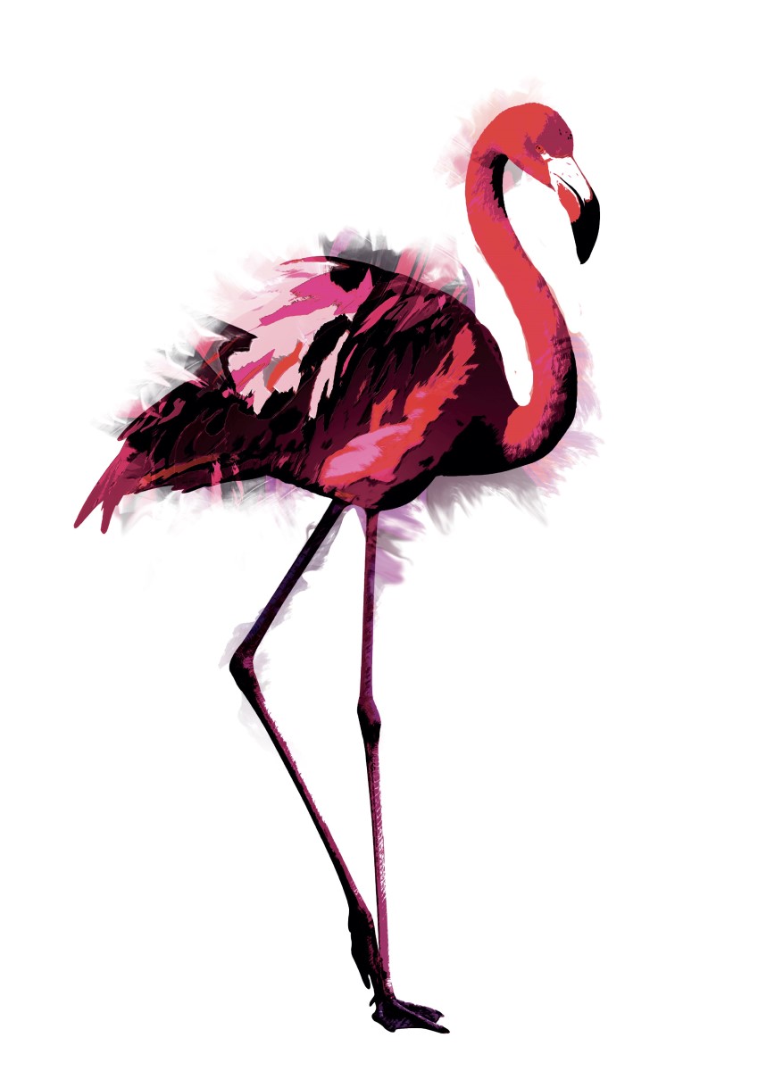 Animaux - Flamant Rose