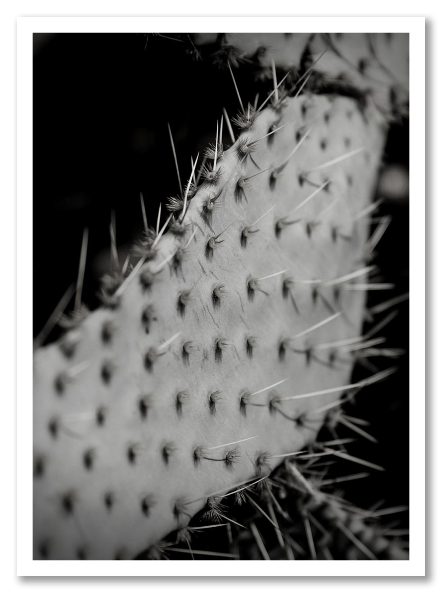 Cactus - Epineux