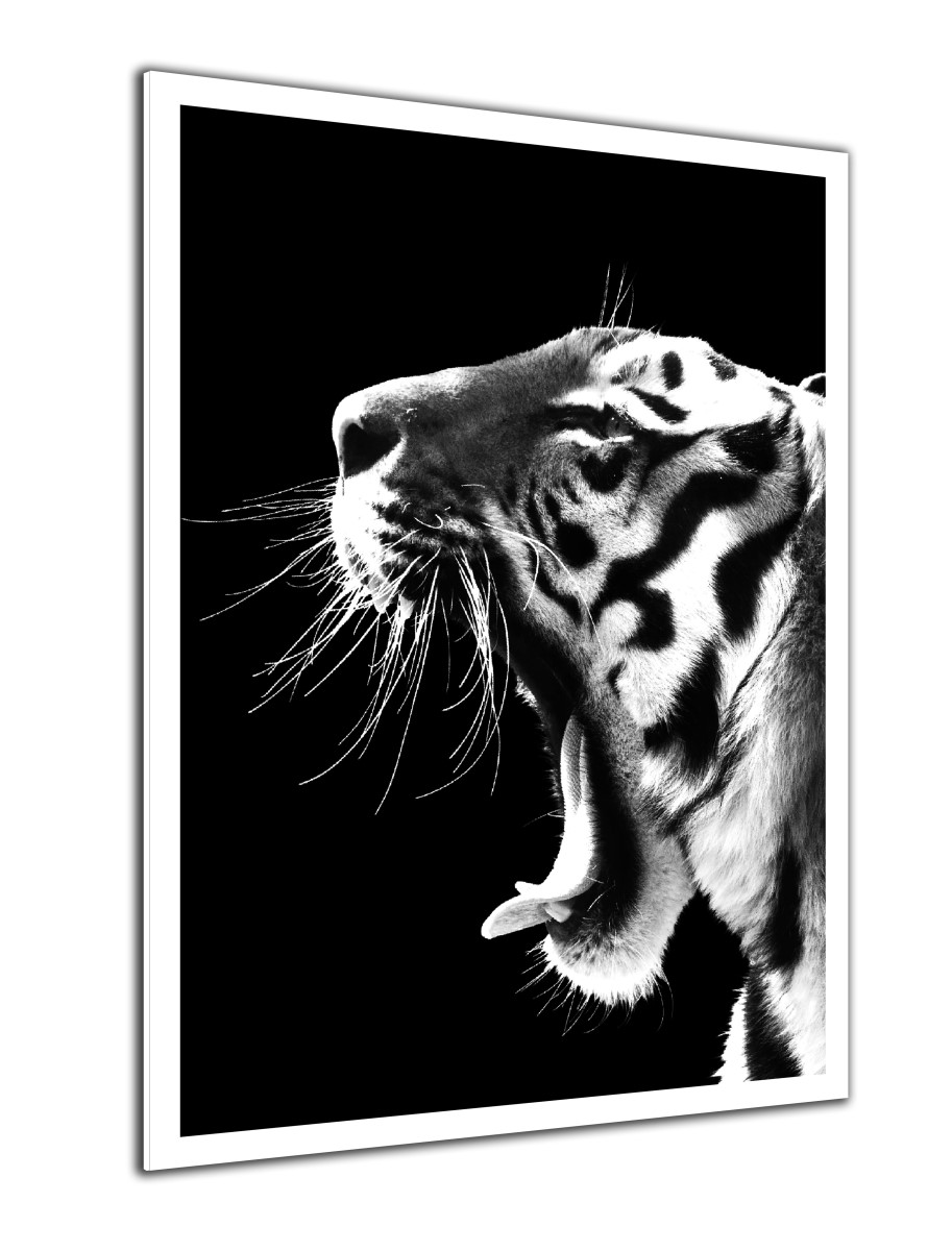 Animaux - Le Cri du Tigre