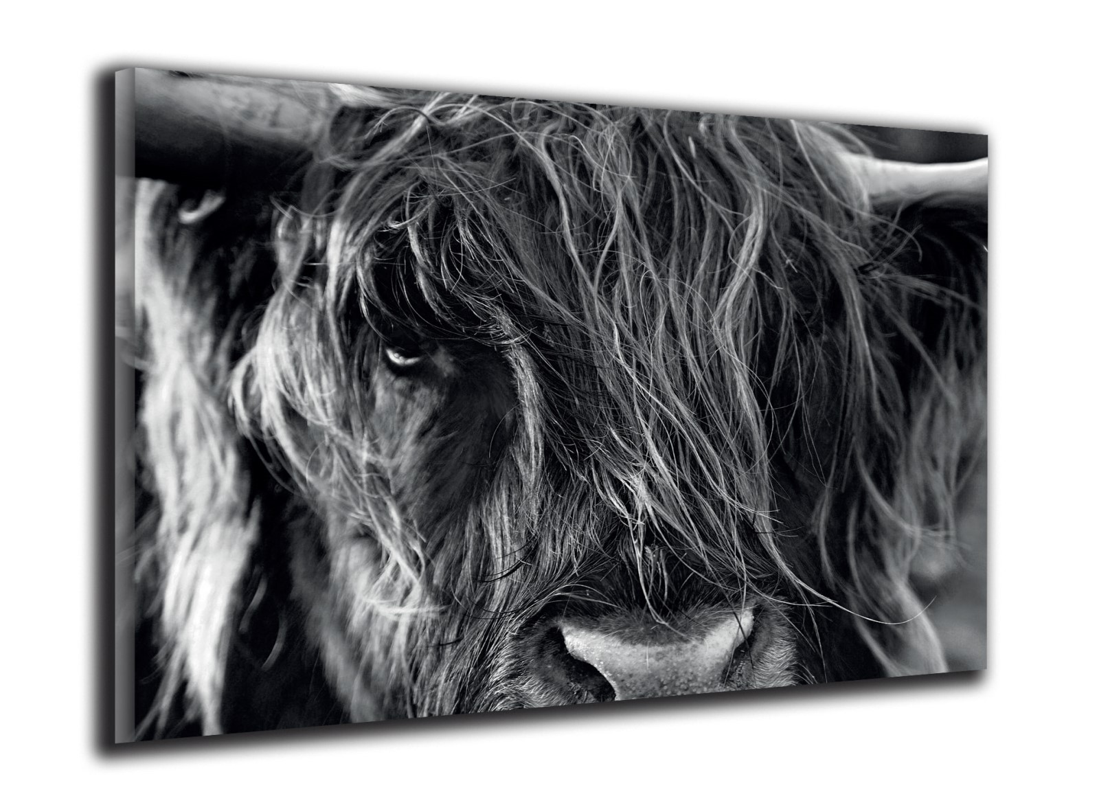 Animaux - La pose du Yak