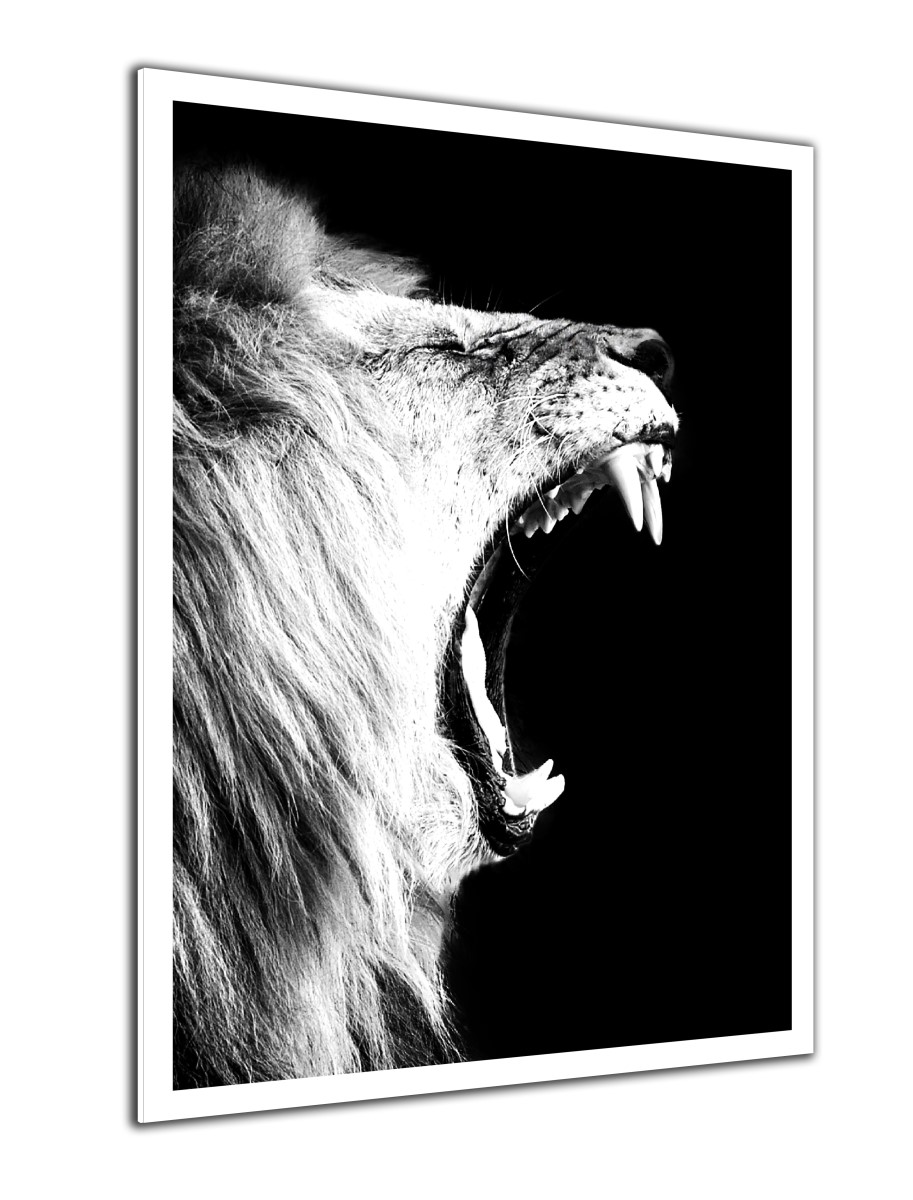 Animaux - Le Cri du Lion