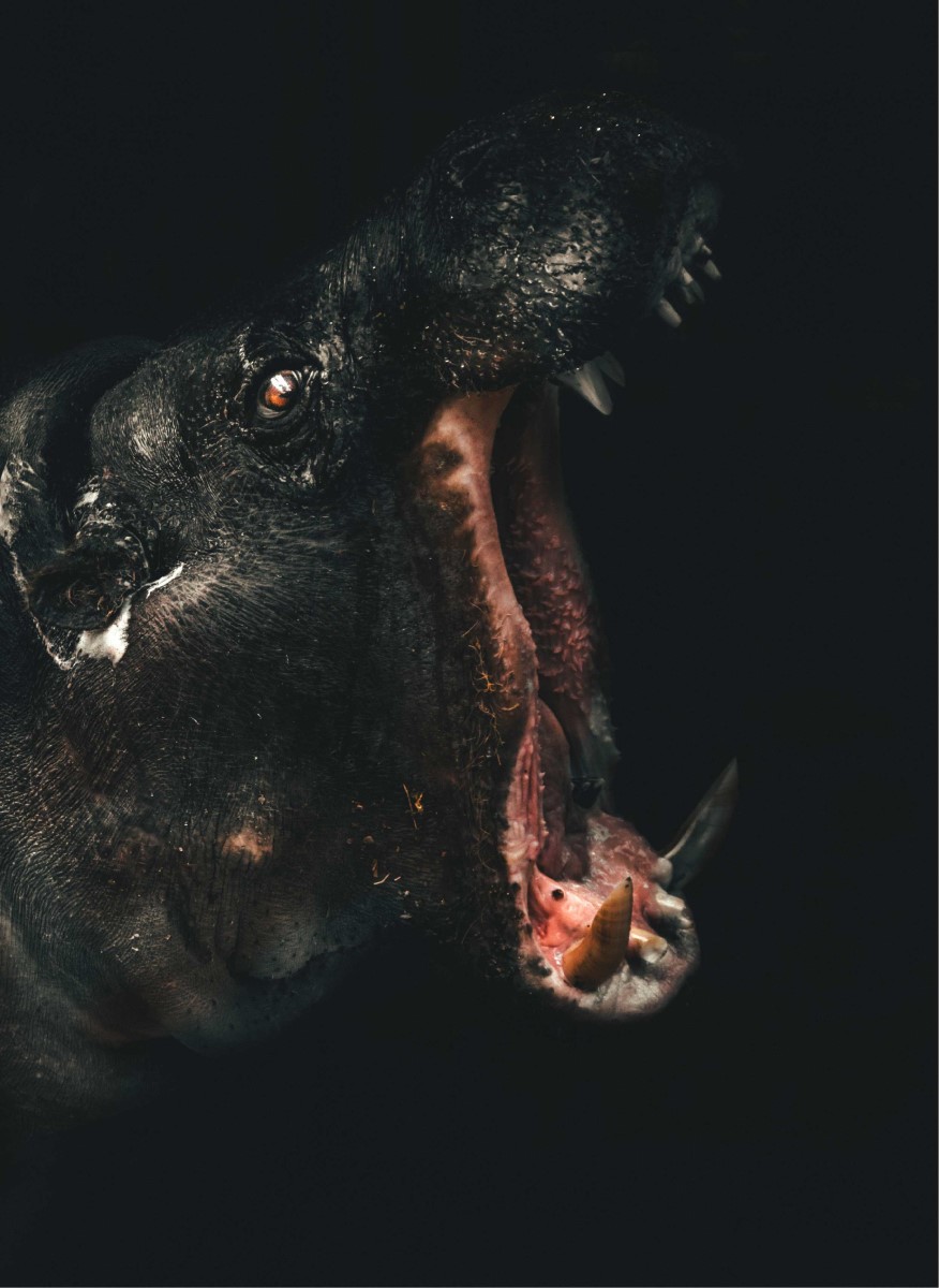 Animaux - Hippopotame