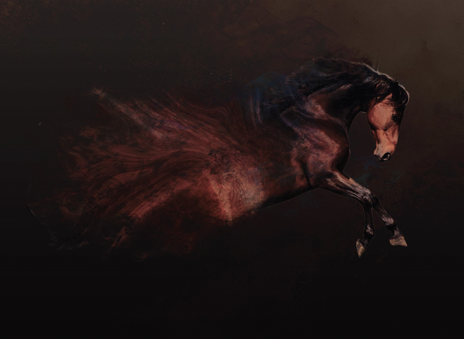 Animaux - Cheval Black BG