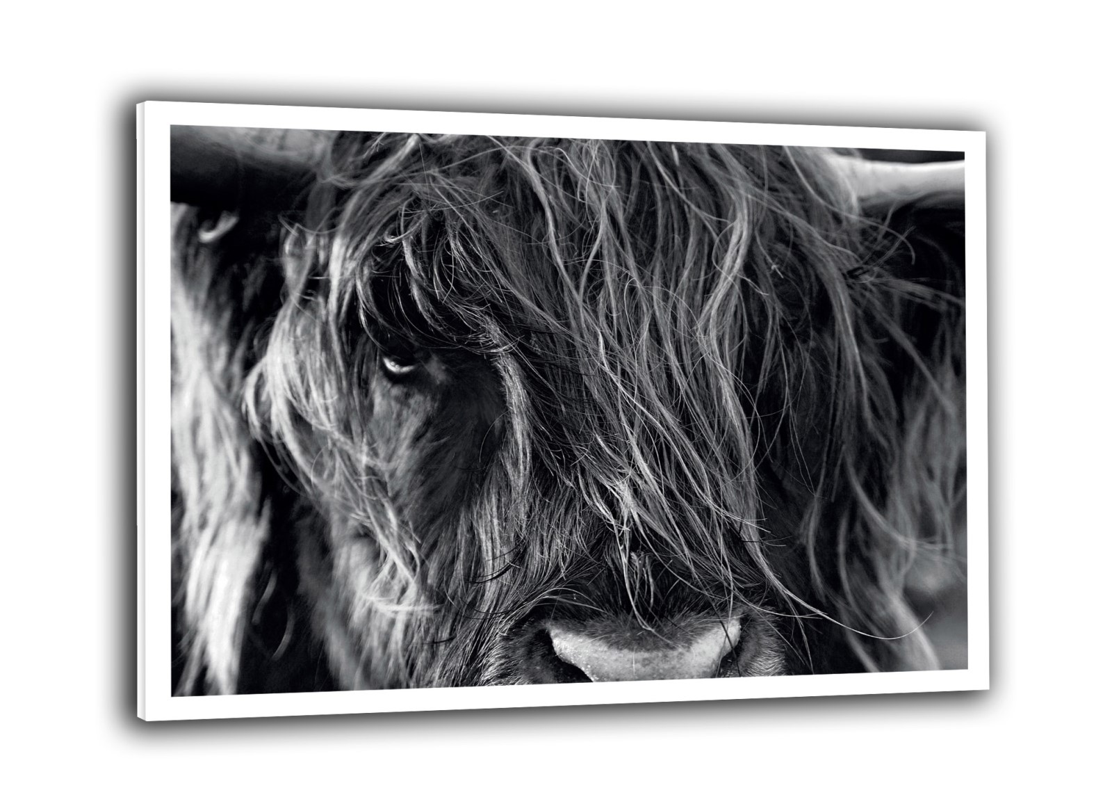 Animaux - La pose du Yak