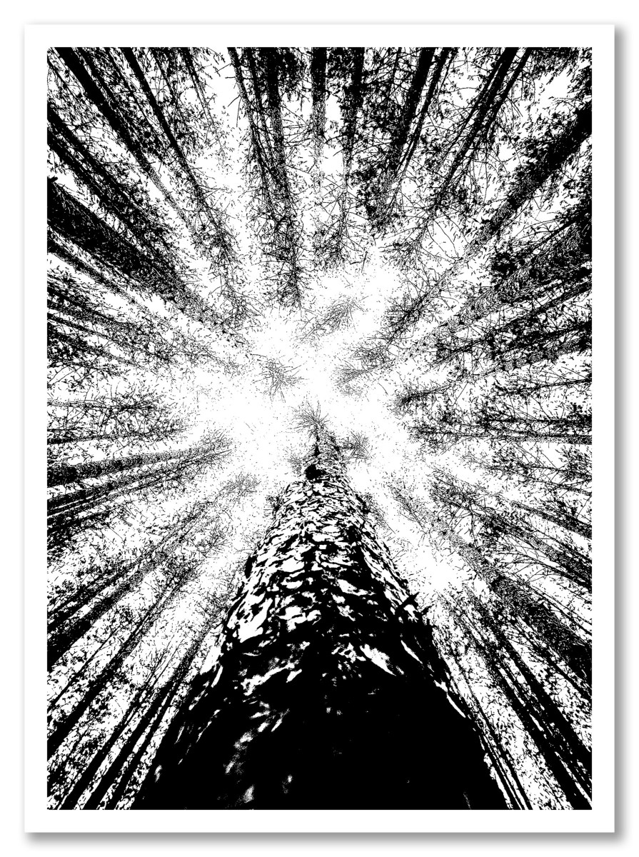 Botanique - Sapins Noir et Blanc