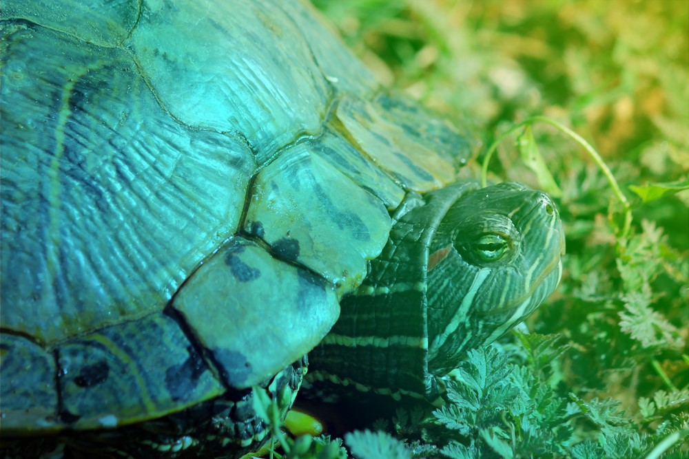 Sous la carapace