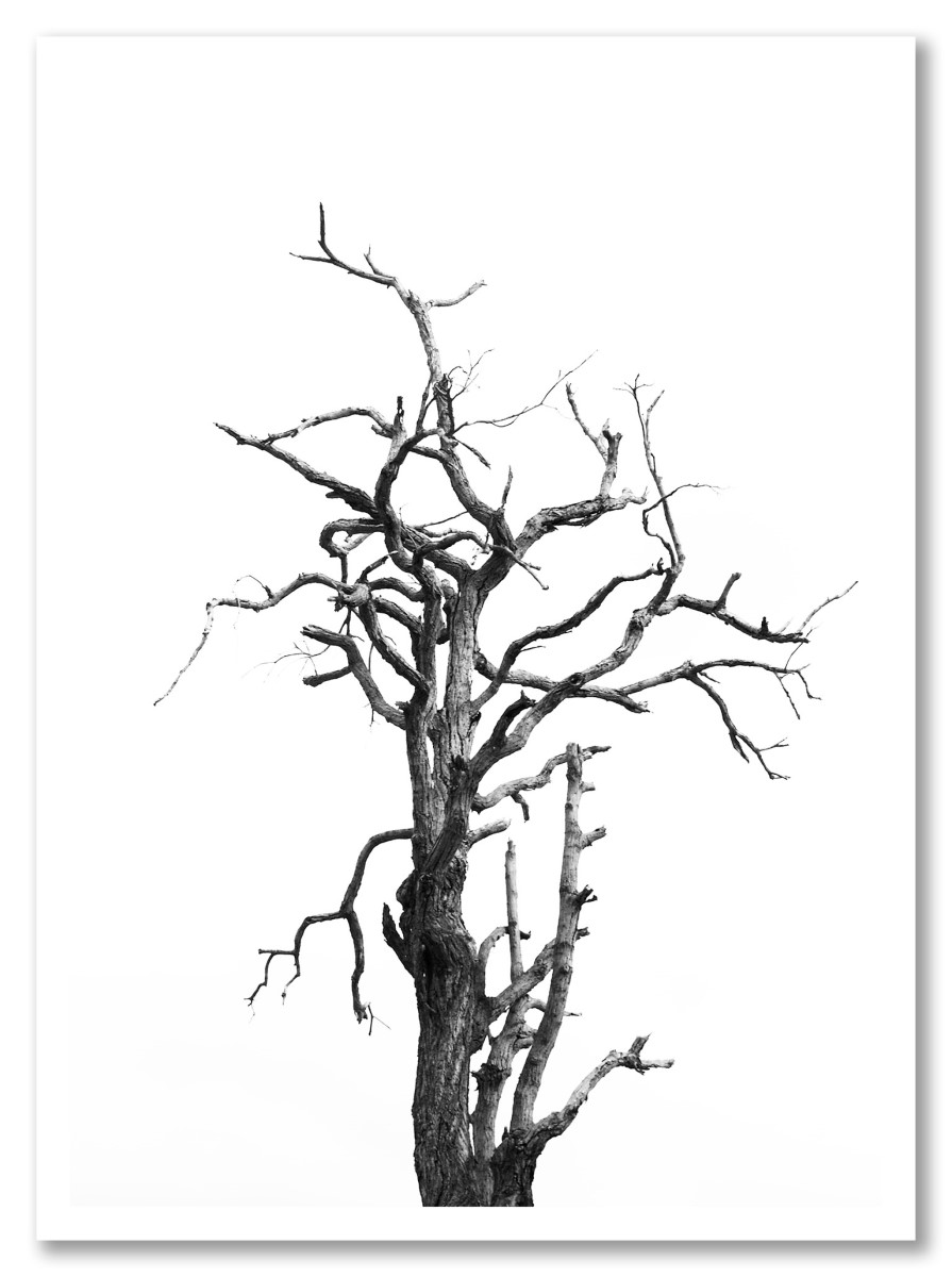 Botanique - Arbre mort