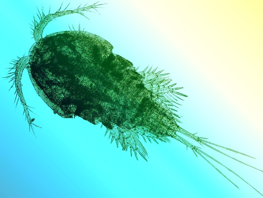 aqualis - cyclop : zooplancton