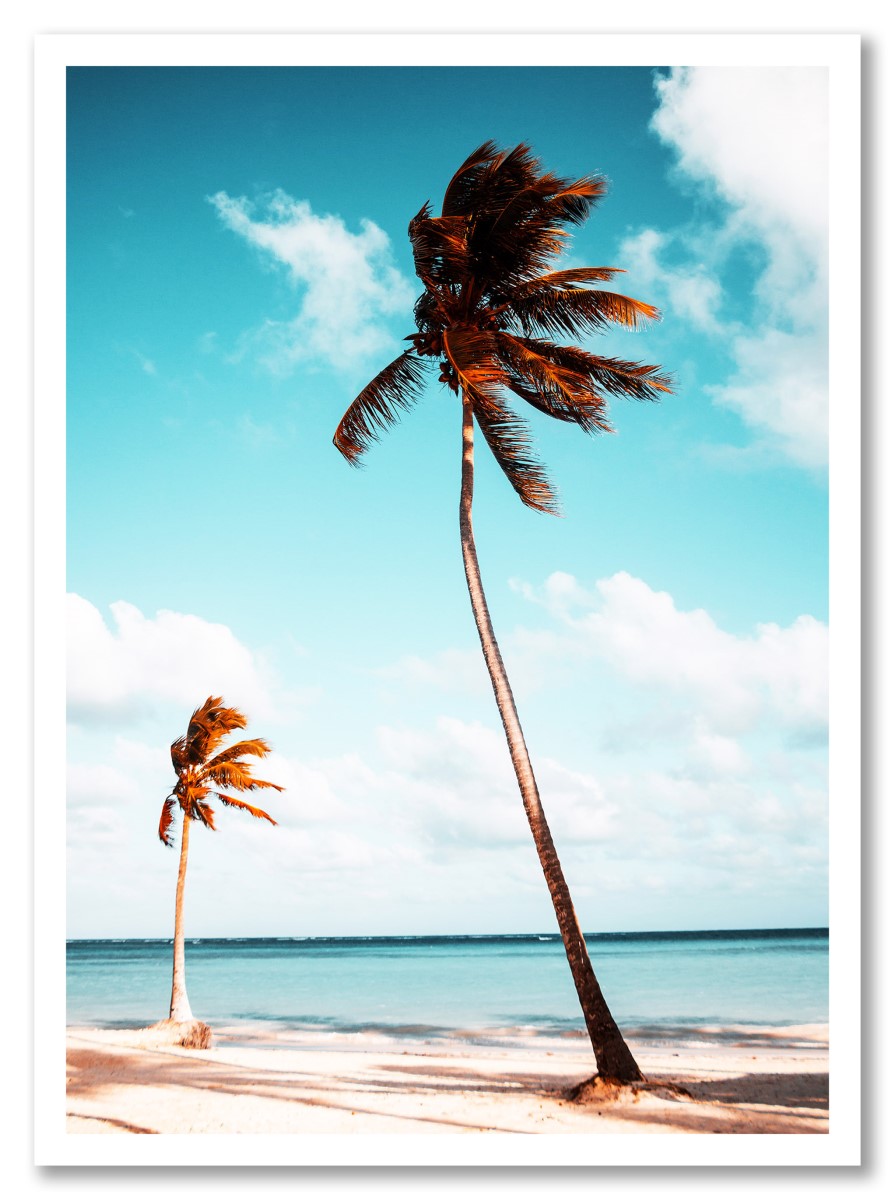 Botanique - Palmiers colorés