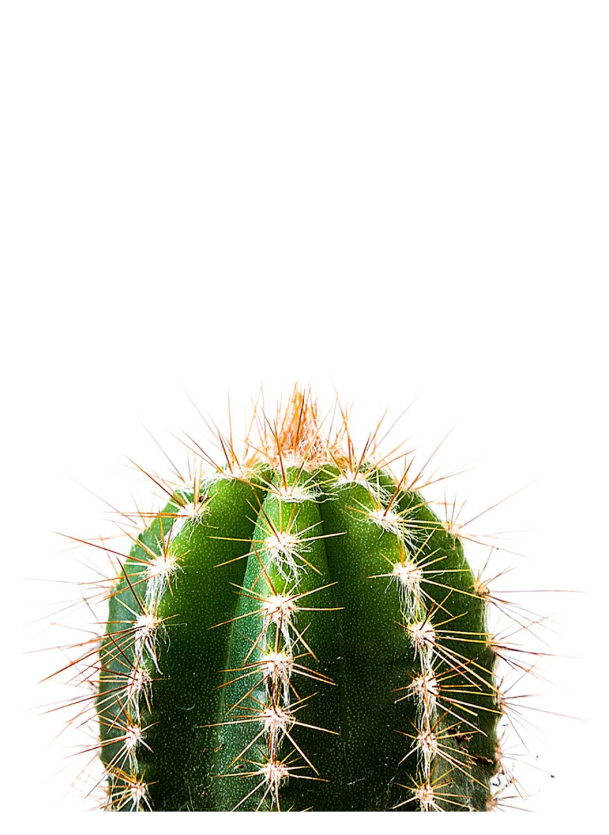 Nature - Cactus Le Minimaliste Vert