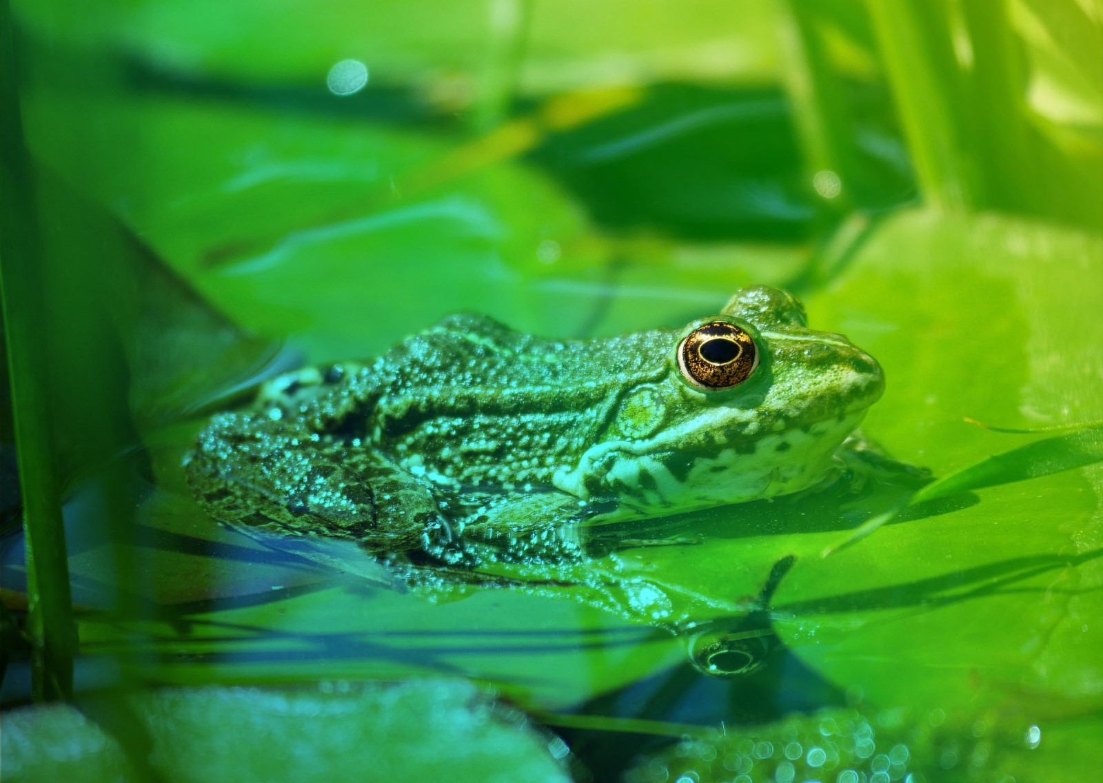 Squelette de grenouille