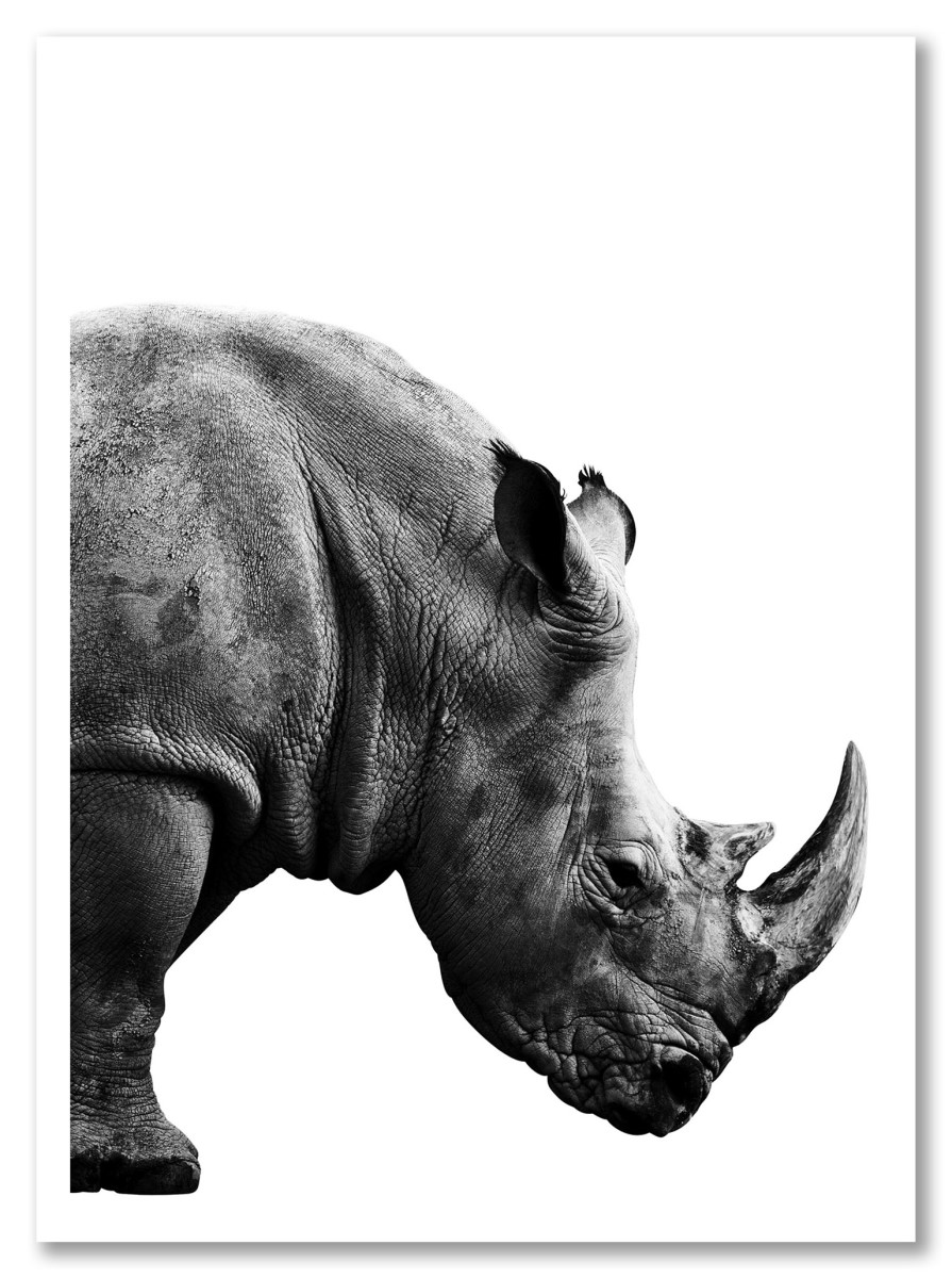Animaux - Rhinocéros noir et blanc