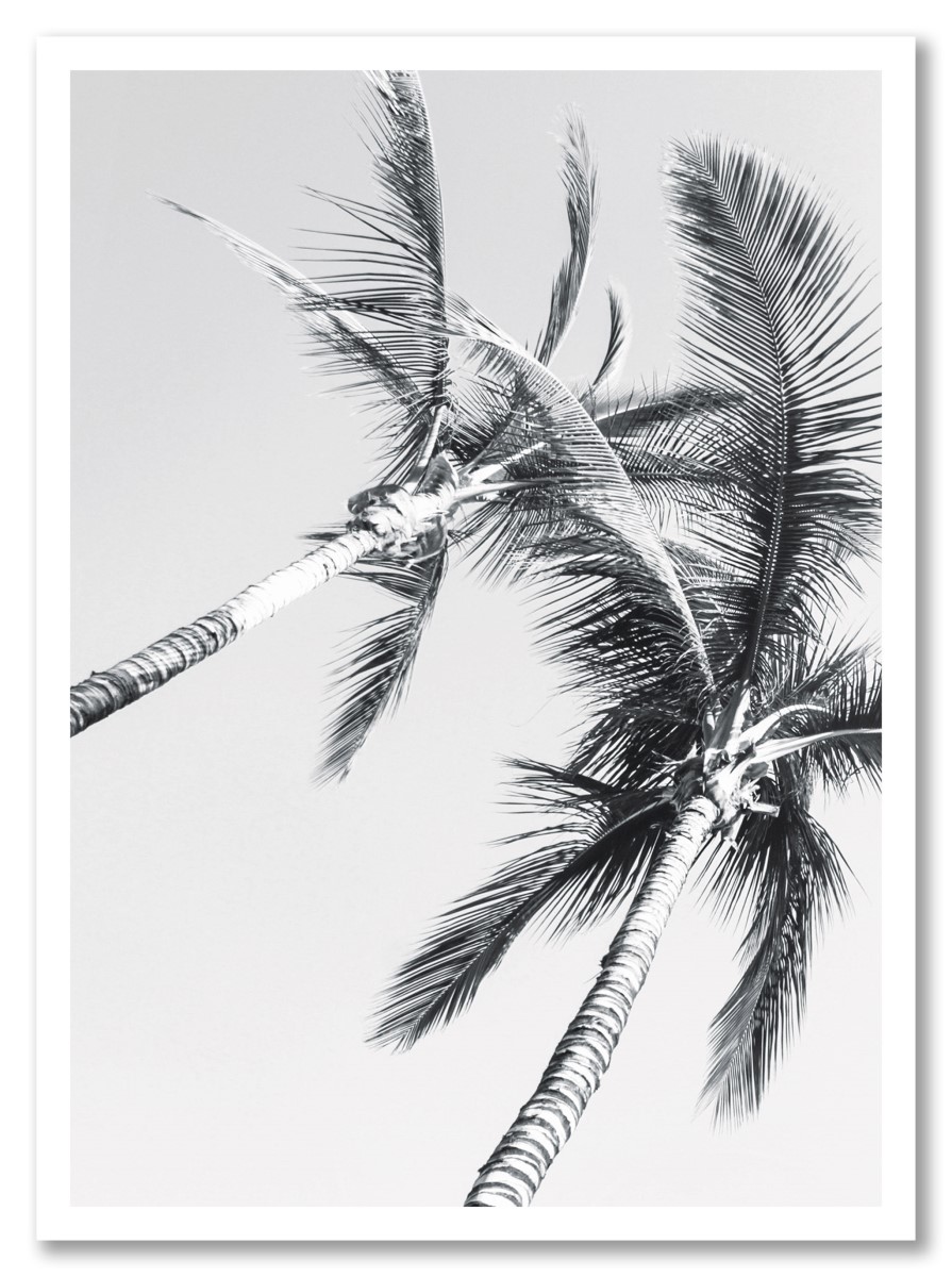 Botanique - Palmier sombre