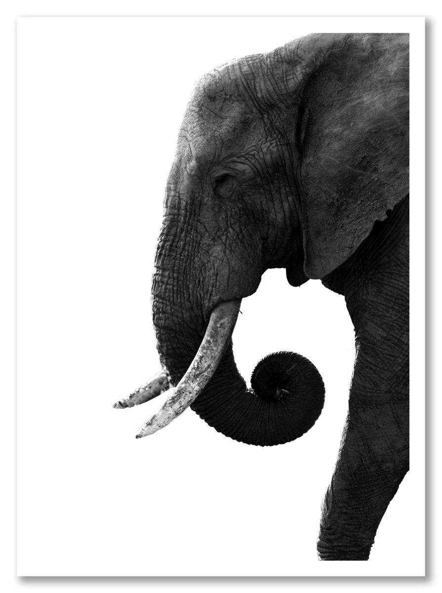 Animaux - Eléphant noir et blanc