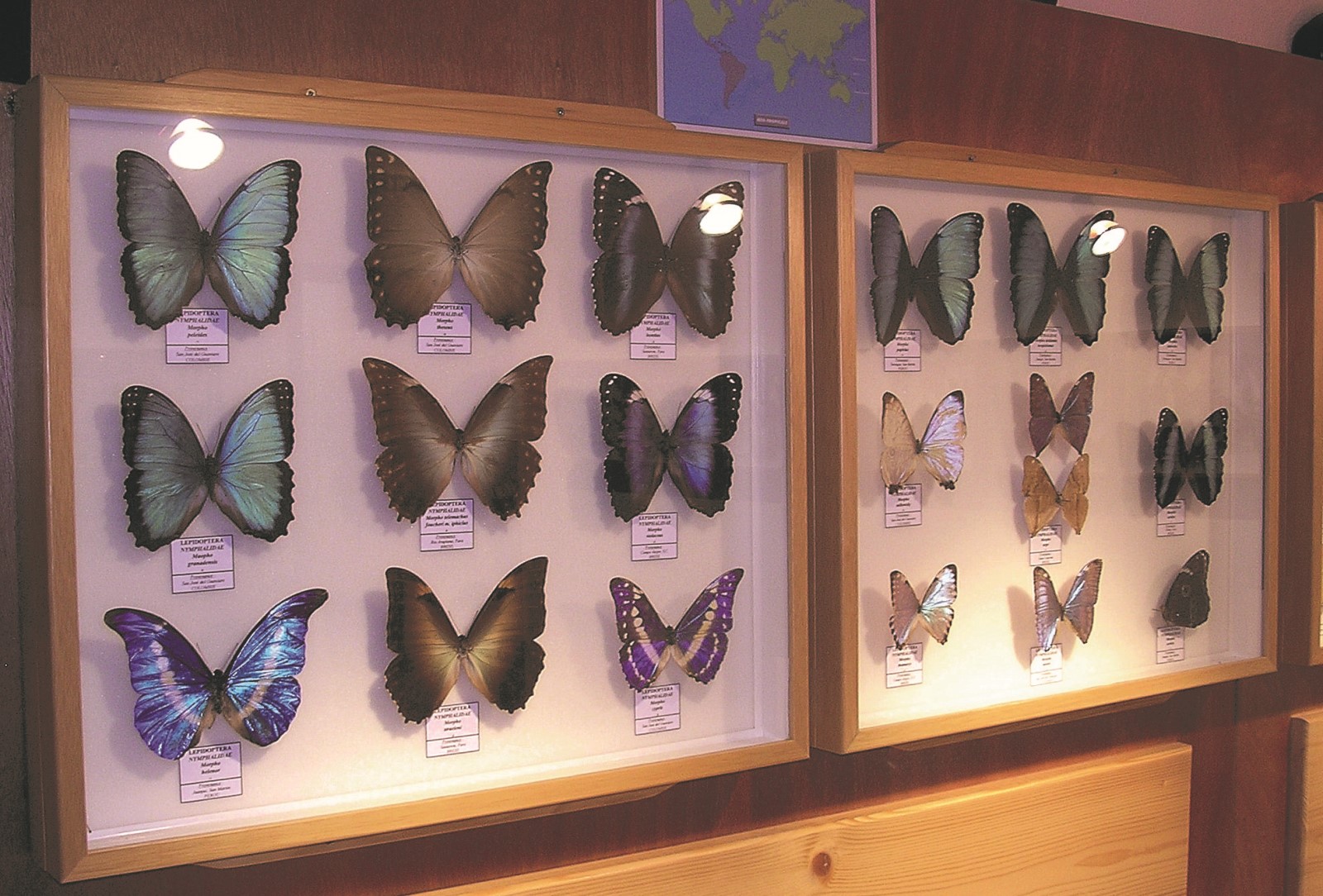 © Muséum des papillons et insectes