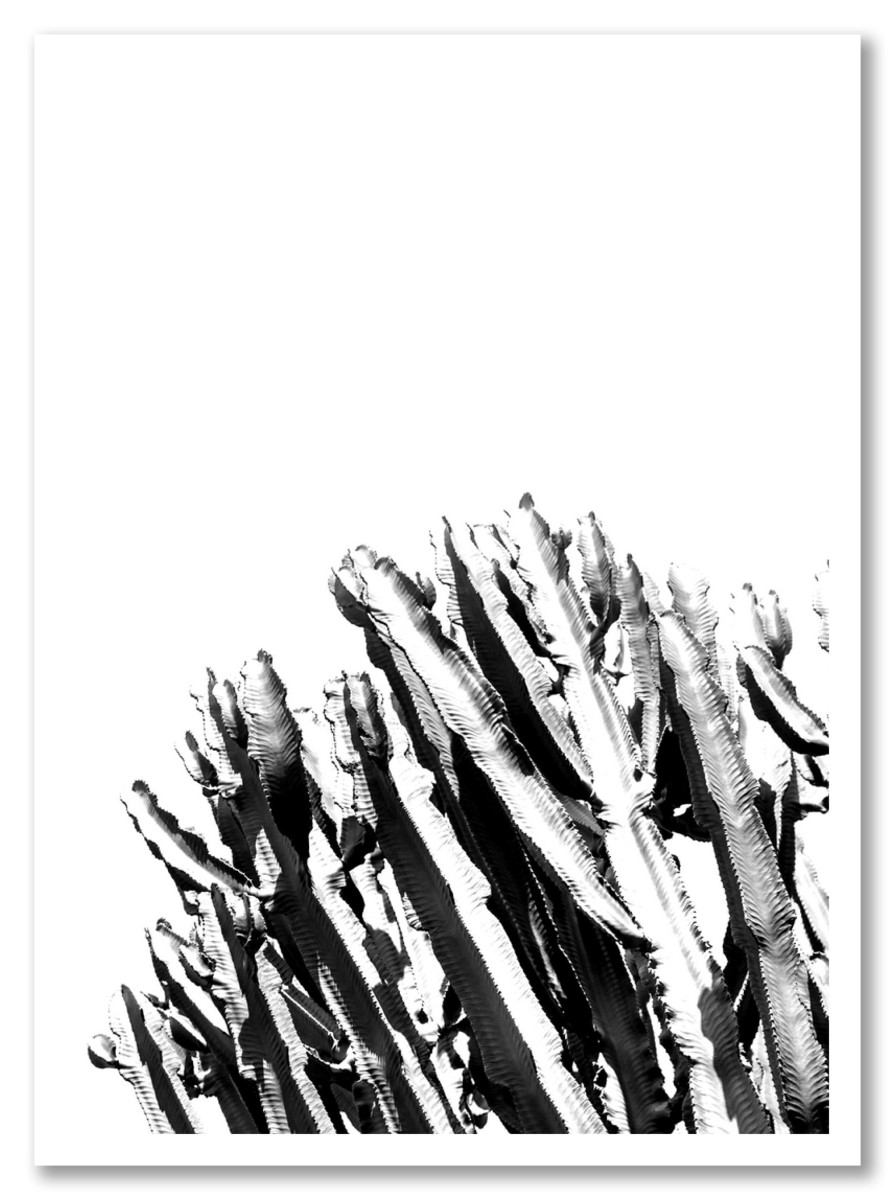 Cactus - Bouquet de Cactus