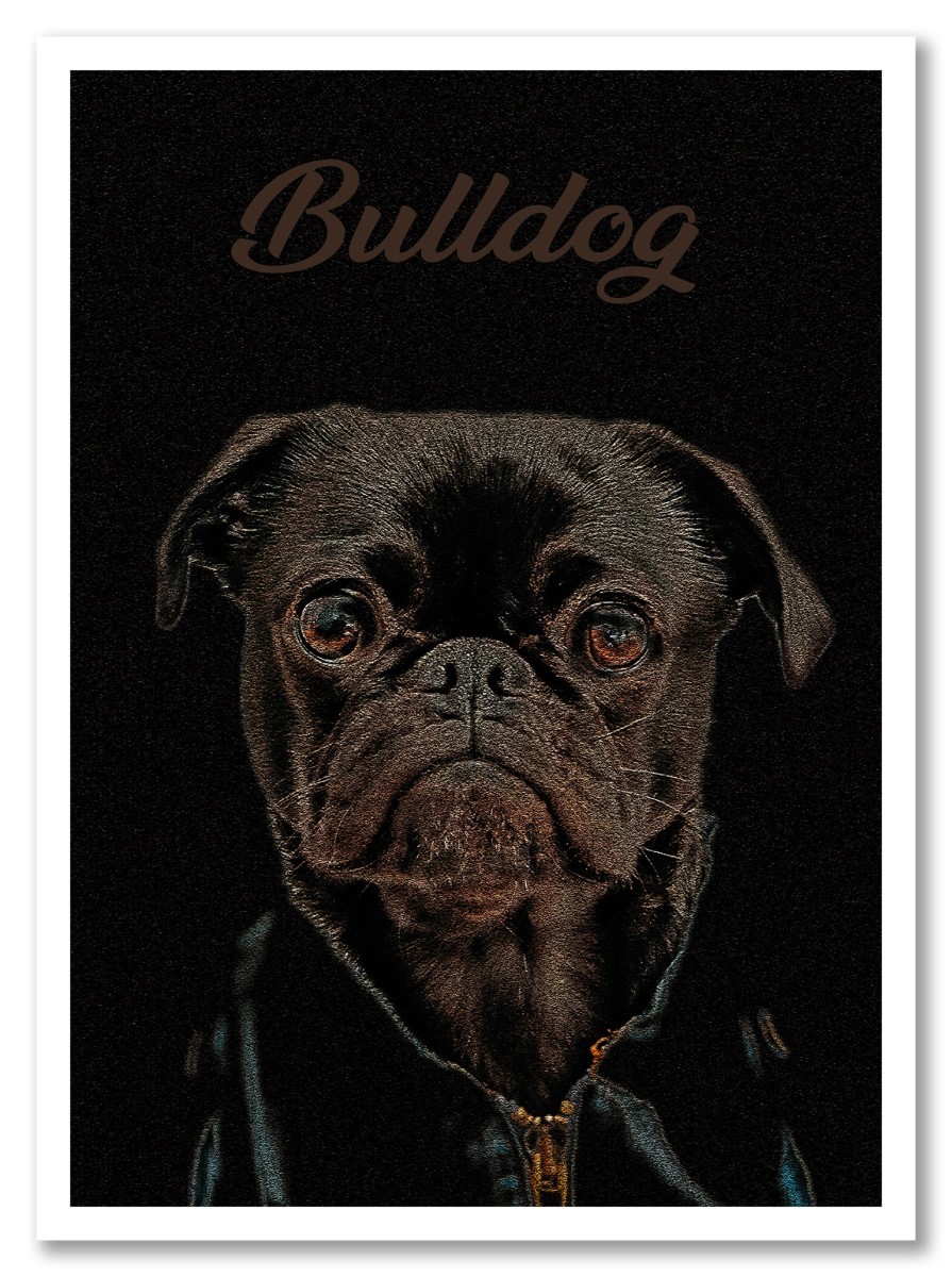 Animaux - Portrait Bulldog
