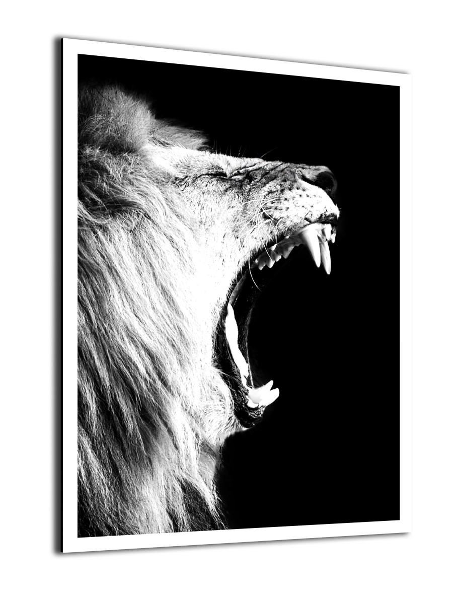 Animaux - Le Cri du Lion