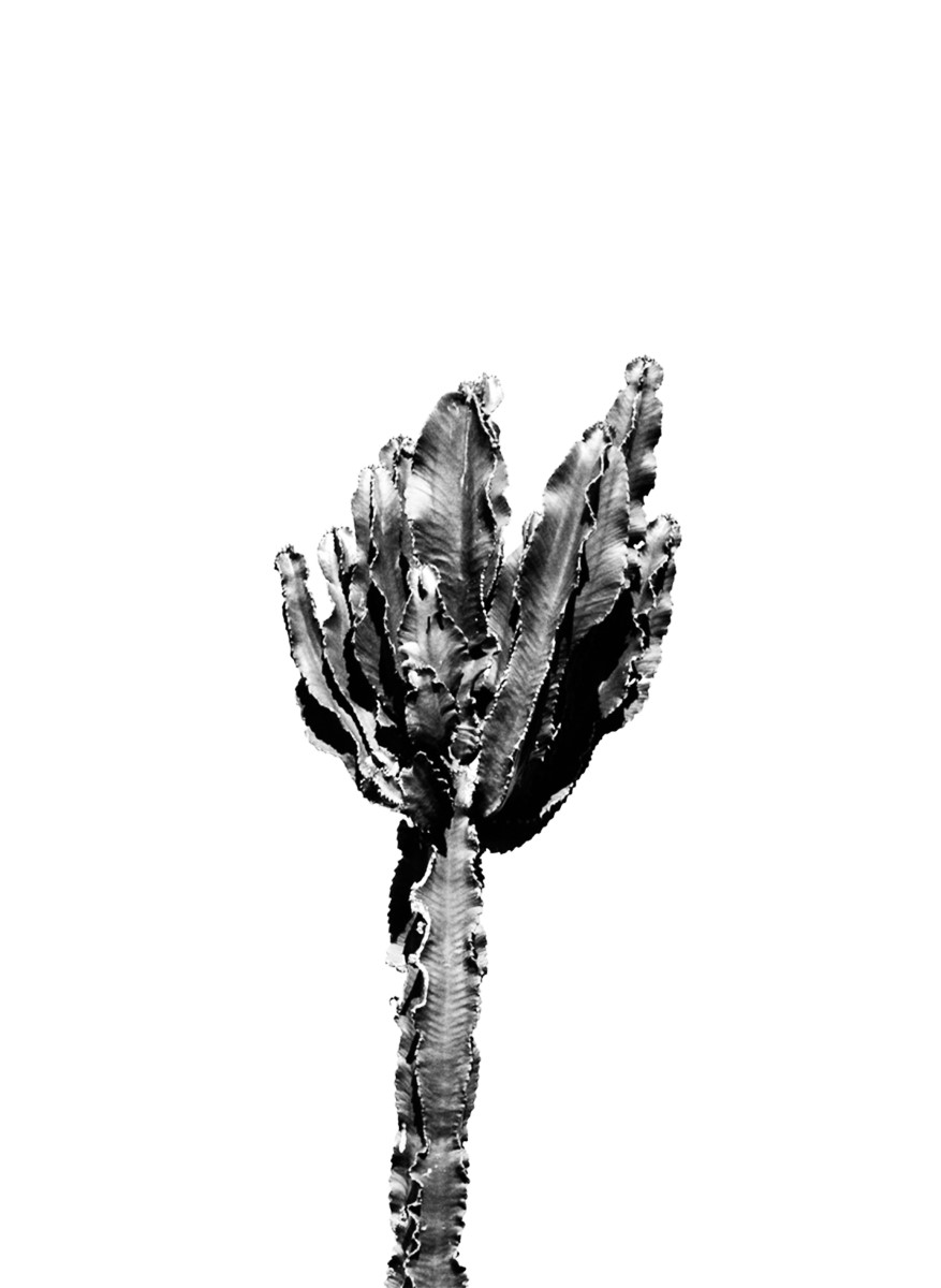 Nature - Cactus Noir et Blanc