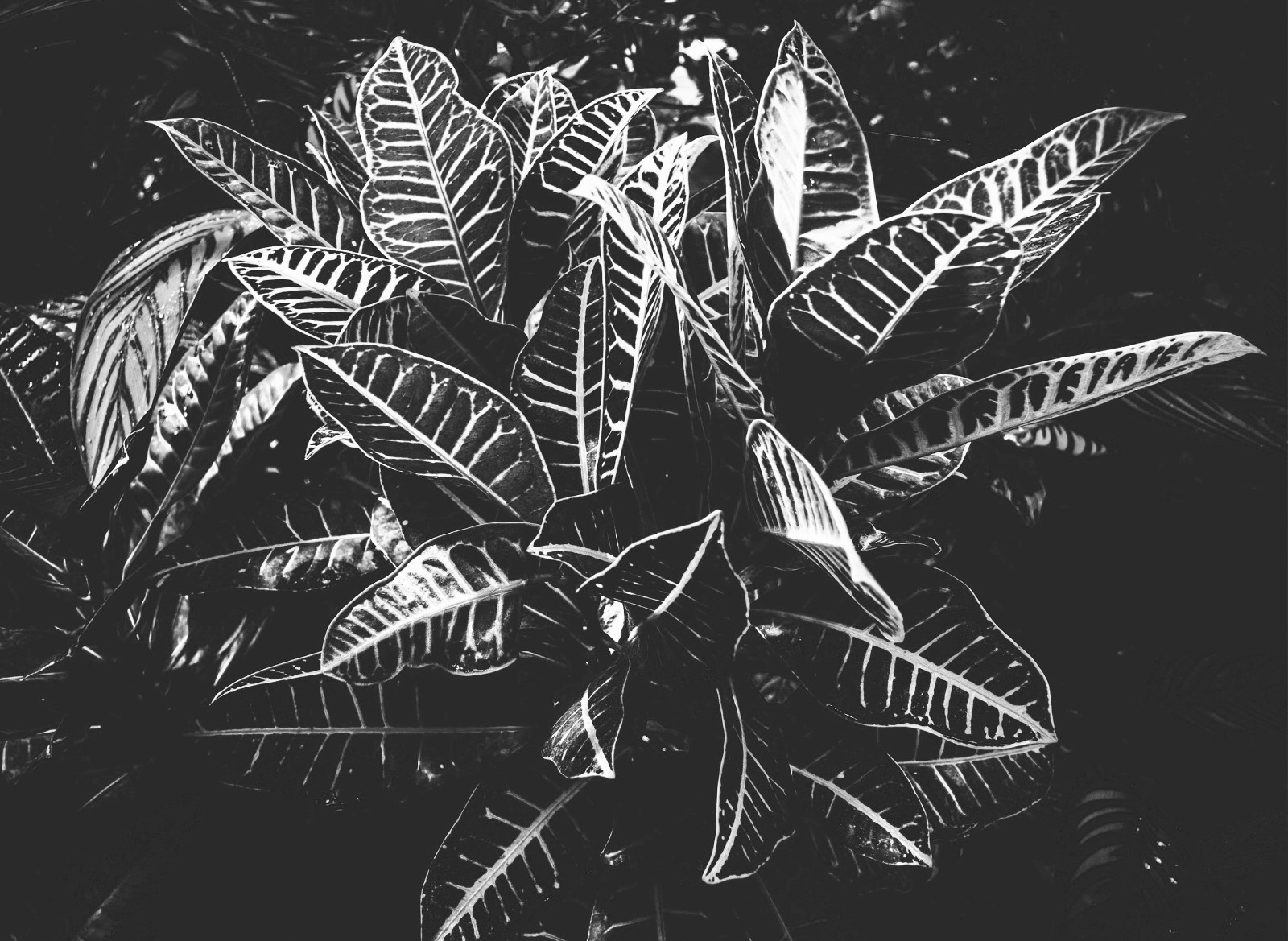 Nature - Feuille Noir et Blanc