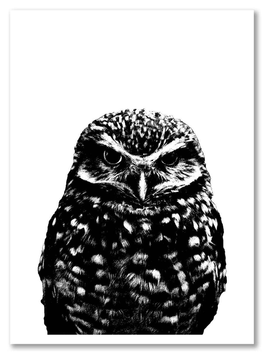 Animaux - Hibou blanc